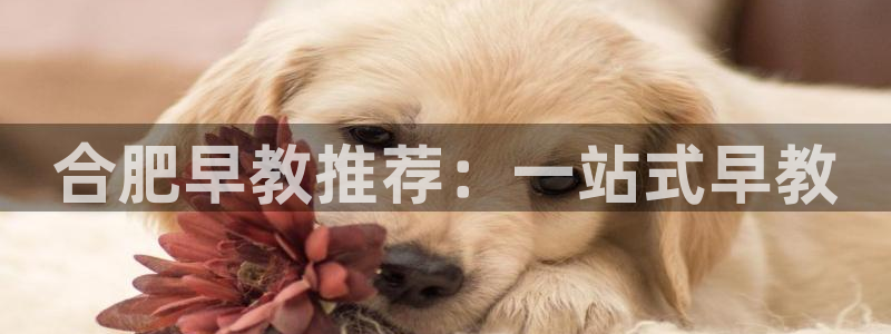 恒在5行中代表什么数字：合肥早教推荐：一站式早教